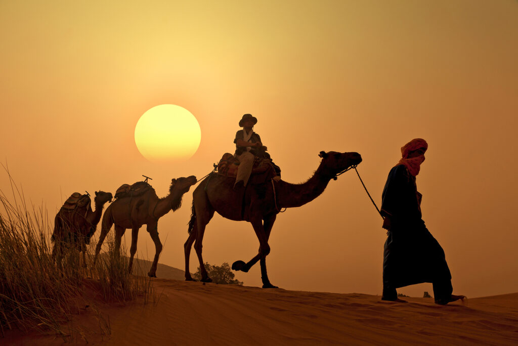 Kamele bei Sonnenuntergang